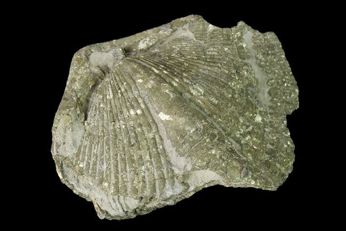 Pyrite Replaced Brachiopod (Paraspirifer) Fossil - Ohio #145623